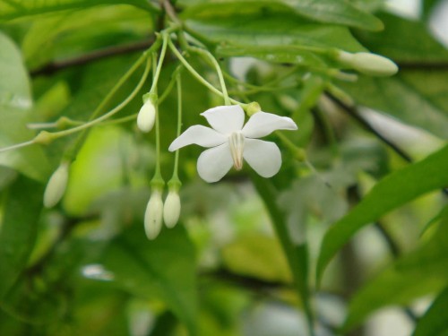 Hoa mai chiếu thủy (Water jasmine) – Wrightia religiosa