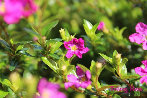 Hoa cẩm tú mai – Cuphea hyssopifolia