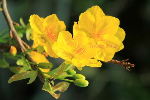 Hoa mai vàng Ochna integerrima