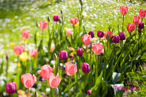 Hé lộ bí quyết gieo hạt trồng hoa Tulip không phải ai cũng biết