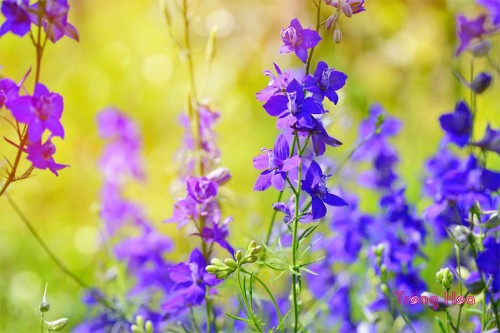 Hoa violet – Delphinium consolida