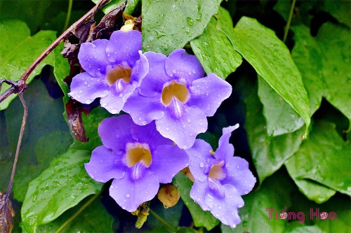 Hoa cát đằng (Blue trumpet vine) – Thunbergia grandiflora