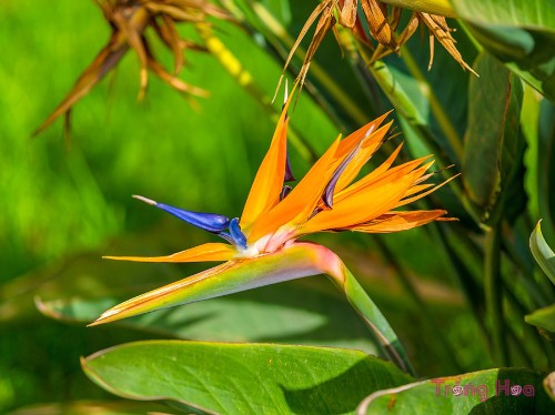 Hoa thiên điểu – Strelitzia reginae