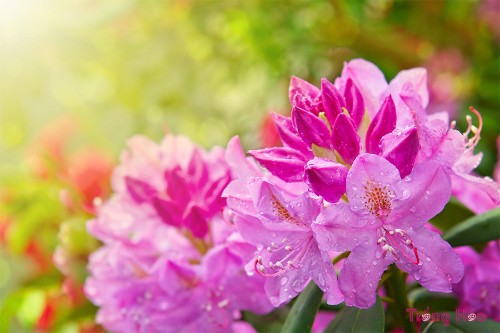 Hoa đỗ quyên – Rhododendron