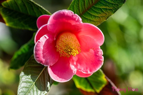 Hoa hải đường – Camellia amplexicaulis