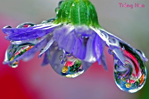 Sự tích hoa thủy tinh được tạo ra từ những giọt nước mắt