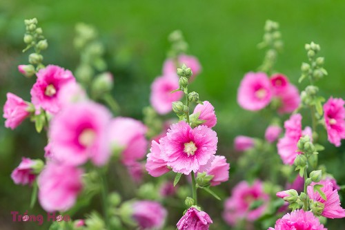 Cách trồng hoa mãn đình hồng bằng phương pháp giâm rễ
