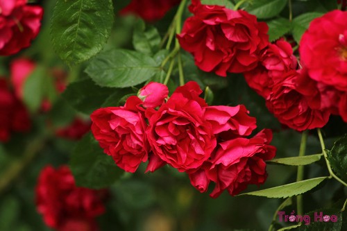 6 nguyên tắc trồng hoa hồng giúp cây có nhiều hoa hơn