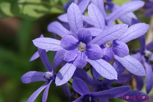 Ý nghĩa hoa mai xanh thể hiện sự dịu dàng như mùa xuân