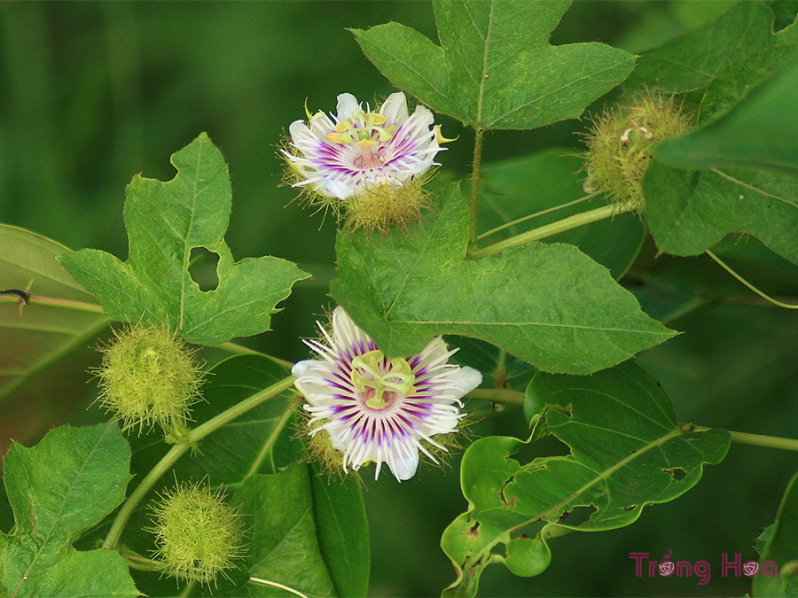Hoa lạc tiên (Passion Flower)- Passiflora foetida L.