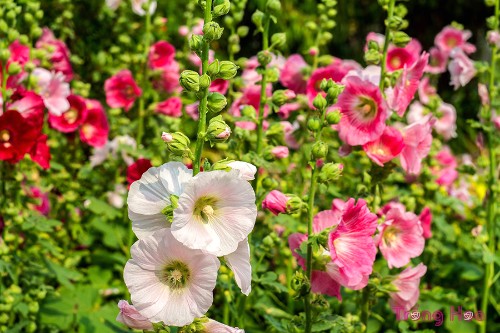 Hoa mãn đình hồng (Hollyhock) – Althaea rosea