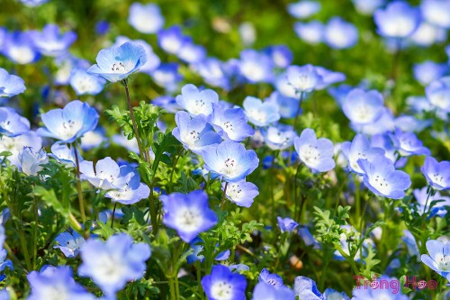 Hoa mắt xanh (Thủy tiên xanh) – Nemophila