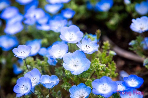 Cách trồng và chăm sóc hoa mắt xanh Nemophila