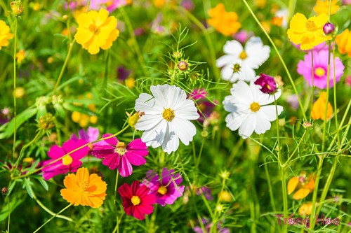 10 loại hoa hằng năm dễ bắt đầu trồng từ hạt giống
