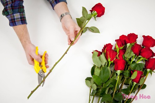 8 bước để giữ hoa hồng tươi cho ngày lễ tình nhân