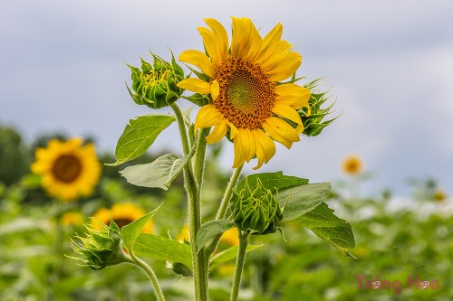 Hoa hướng dương Sunflower – Helianthus Annuus