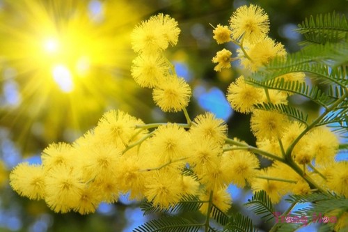 Sự tích hoa Mimosa khẳng định sự chung thủy trọn đời