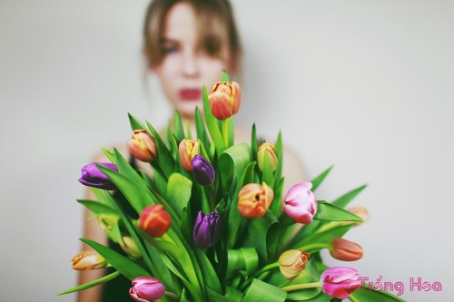 Thưởng thức những bài thơ hay về Hoa Tulip