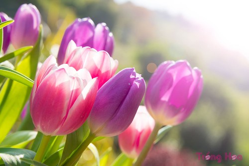 Truyện ngắn: Hoa Tulip – Chiếc khăn xếp Thổ Nhĩ Kì