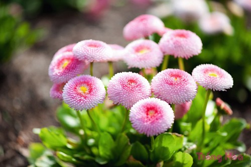 Hoa cúc Anh (English Daisy) – Bellis perennis