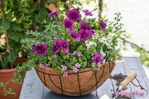 Gợi ý cách trồng giỏ treo hoa trang trí sân vườn