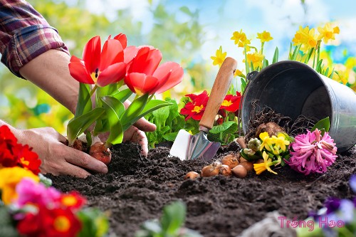 10 loại củ tốt nhất để trồng hoa vào mùa thu