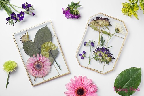 Cách tạo ra khung tranh nghệ thuật từ hoa ép