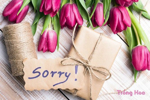 5 loại hoa mang thông điệp thay cho lời xin lỗi