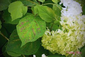 Bệnh và sâu bệnh trên cây hoa cẩm tú cầu