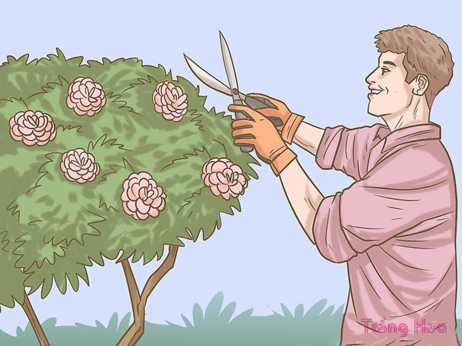 Cách cắt tỉa cây hoa trà chỉ trong 4 bước
