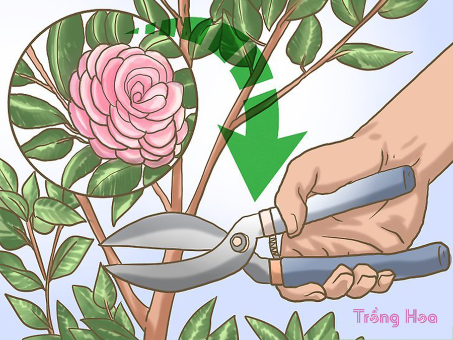 Thời gian tốt nhất để cắt tỉa cây hoa trà là ngay sau khi nó ngừng nở hoa