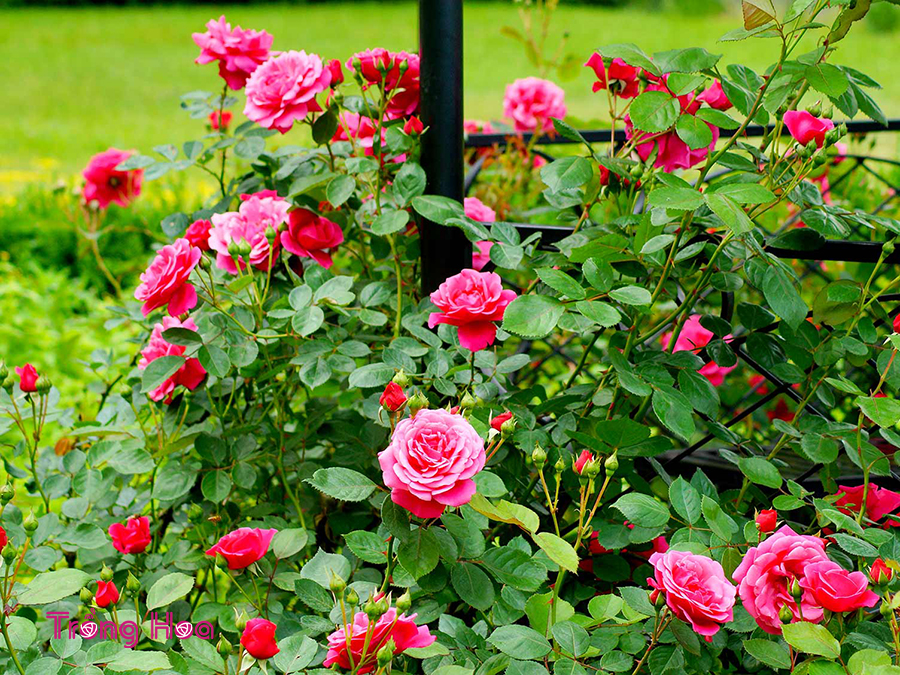 5 Mẹo để trồng hoa hồng tốt hơn khuyến khích ra hoa