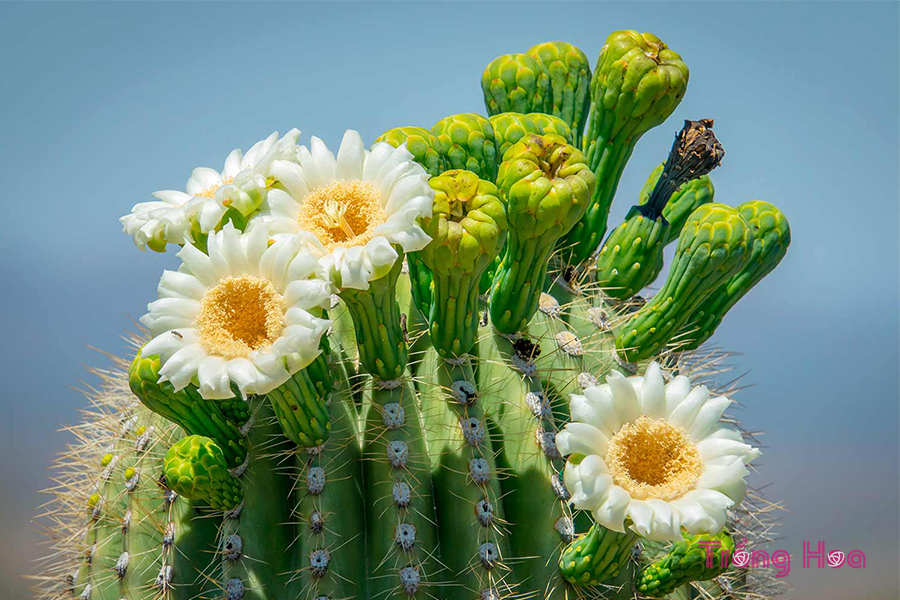 Hoa Xương Rồng: Phân loại, ý nghĩa và cách trồng mau ra hoa