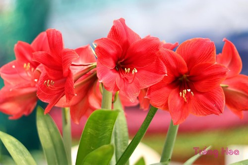 Ý nghĩa của hoa loa kèn đỏ tượng trưng cho sự may mắn