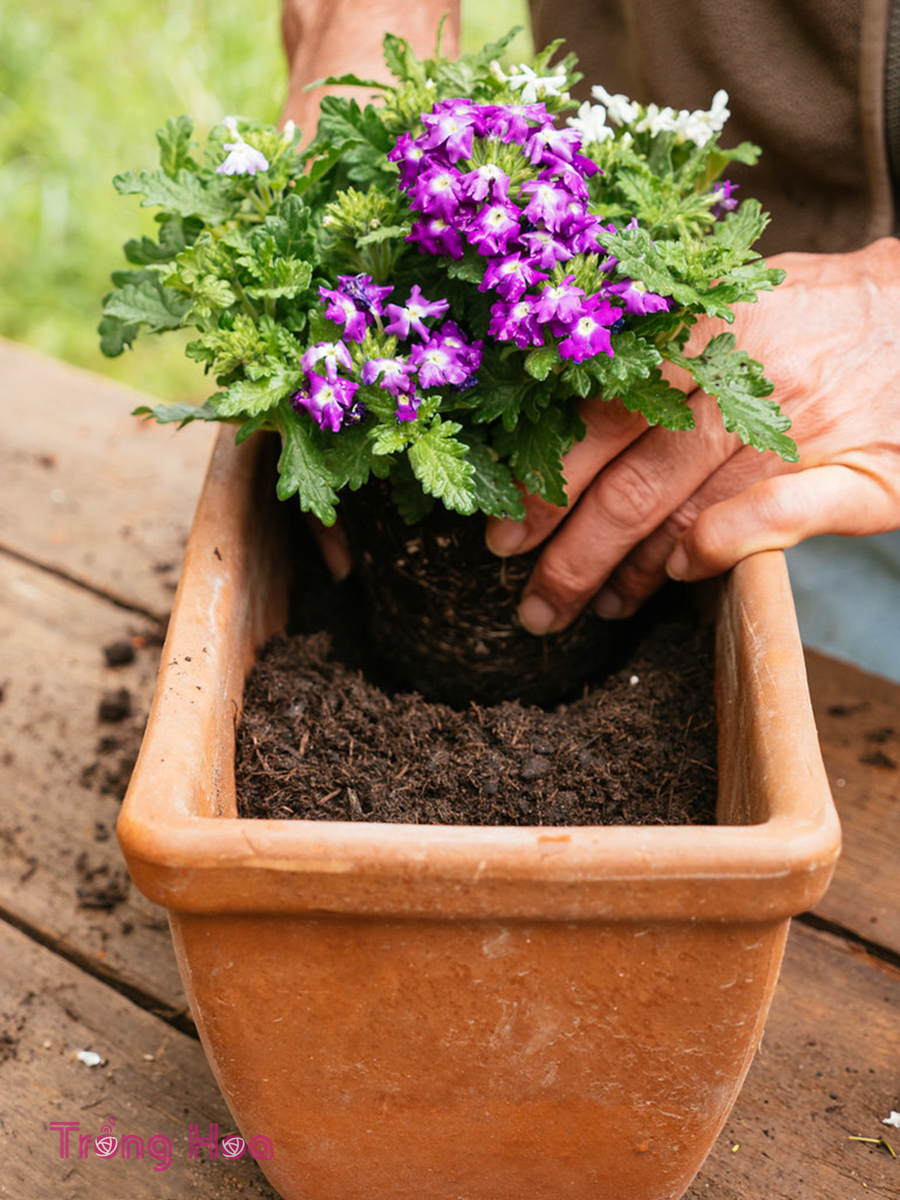 Cách trồng cây hoa vân anh trong bồn chậu