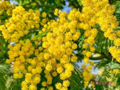 Thông điệp và ý nghĩa của hoa trinh nữ vàng mimosa