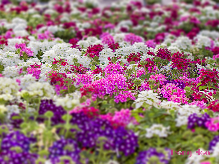 Hoa vân anh (Verbena) nở suốt từ mùa xuân đến mùa thu với nhiều màu sắc rực rỡ