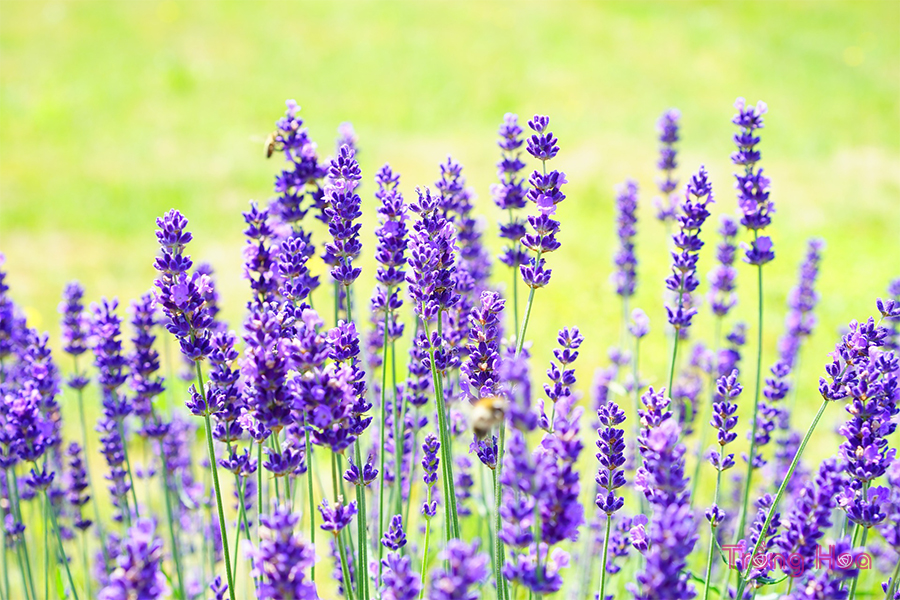 Hoa oải hương (Lavender) - Lavandula