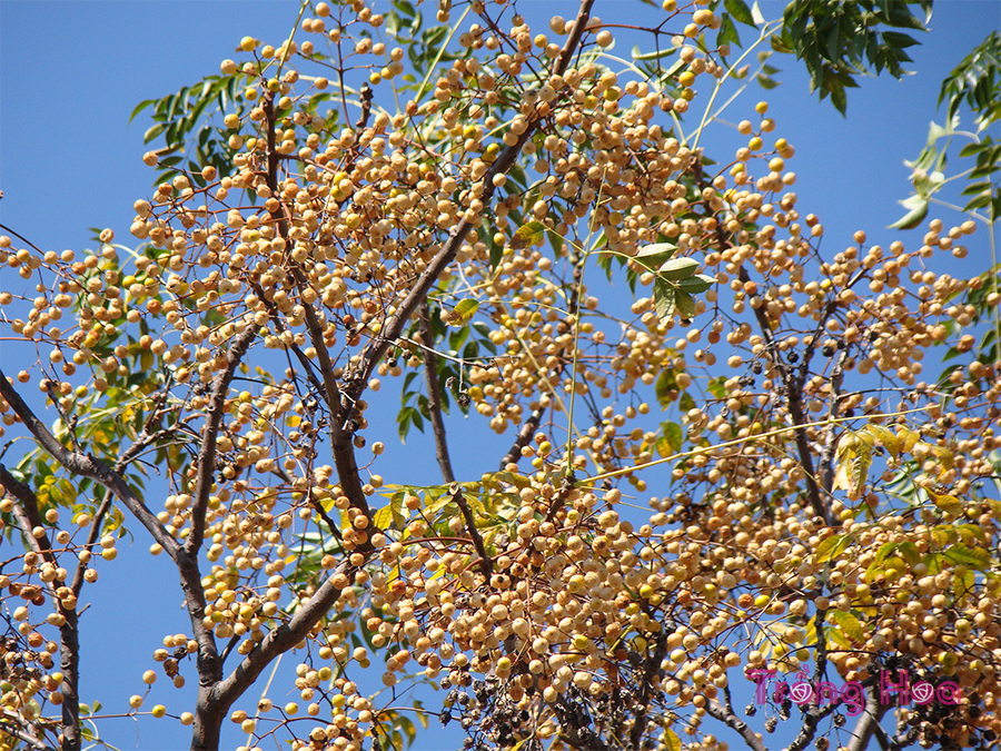 Hoa xoan (Chinaberry) - Melia azedarach