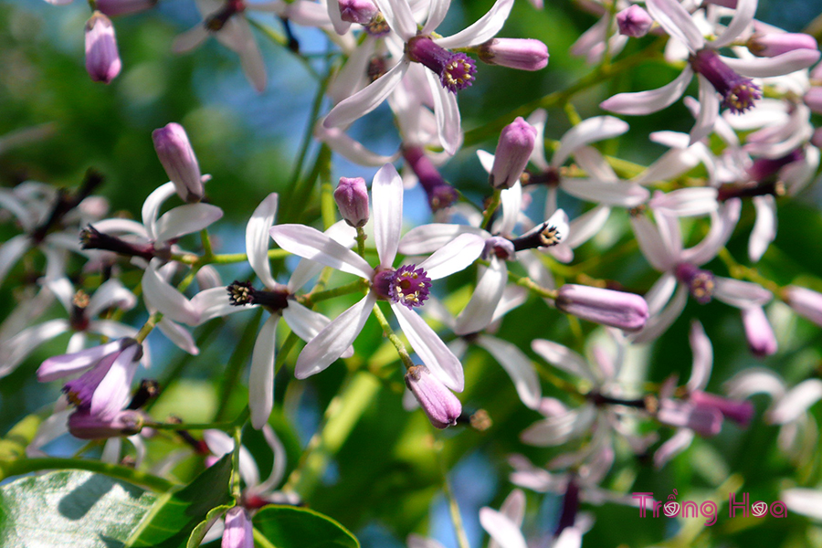 Hoa xoan (Chinaberry) - Melia azedarach
