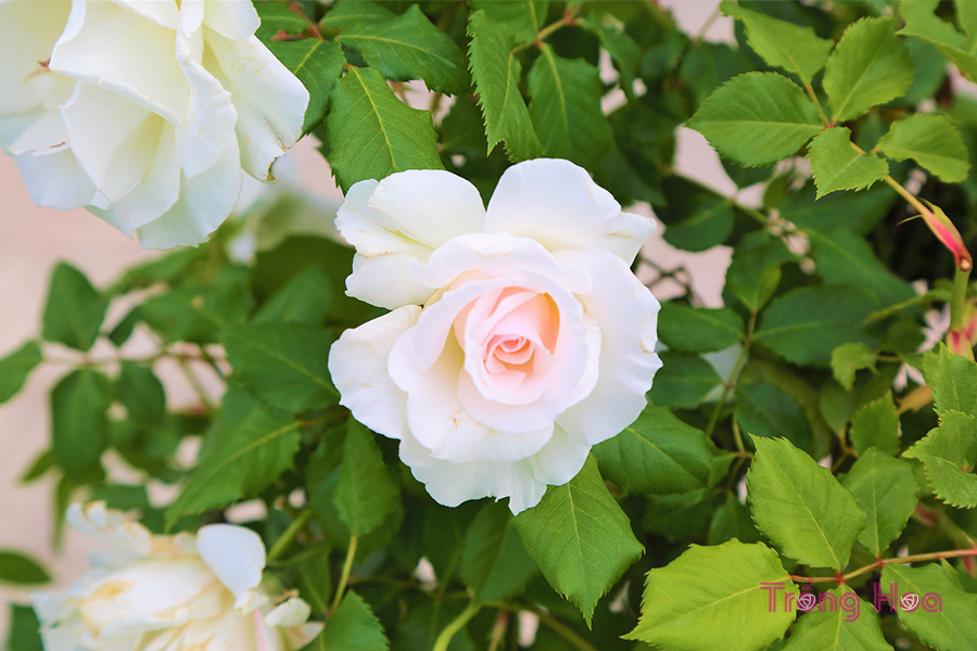 Sự tích hoa hồng bạch trắng