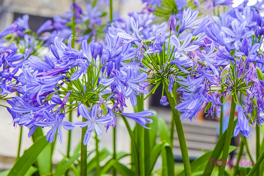 Hoa thanh anh - Agapanthus Africanus