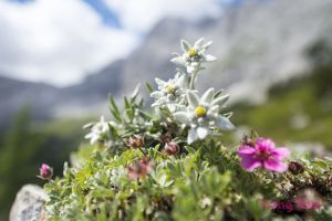 Hoa Nhung Tuyết (Edelweiss) - Leontopodium alpinum
