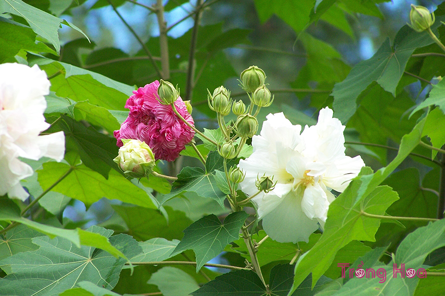 Hoa phù dung (Confederate Rose) - Hibiscus Mutabilis