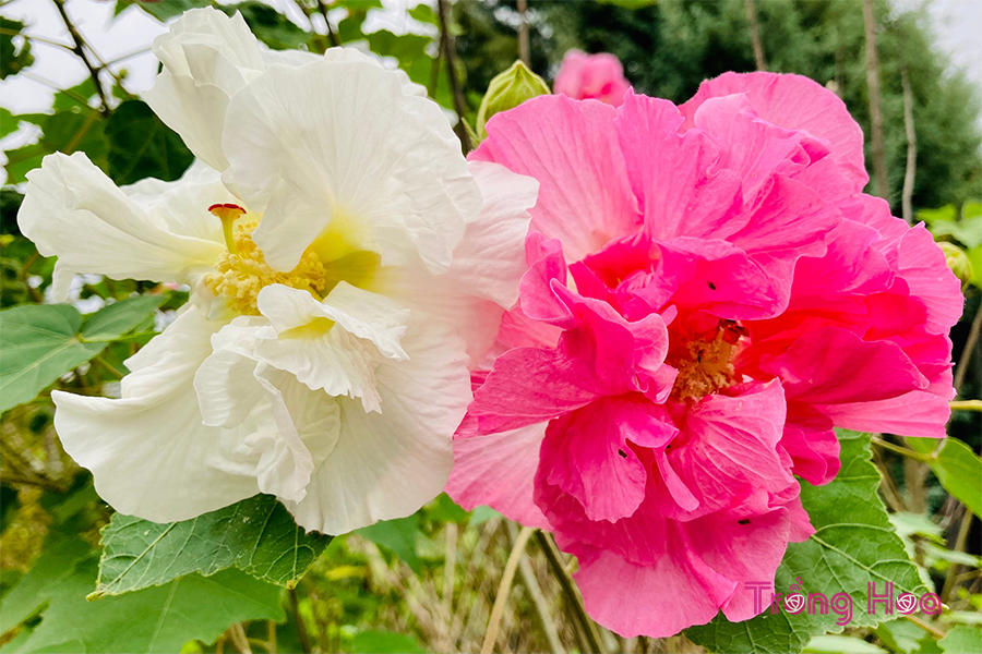 Hoa phù dung (Confederate Rose) - Hibiscus Mutabilis