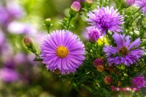 Cách chia rễ nhân giống hoa thạch thảo