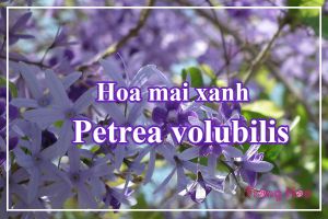 Hoa mai xanh - Petrea volubilis