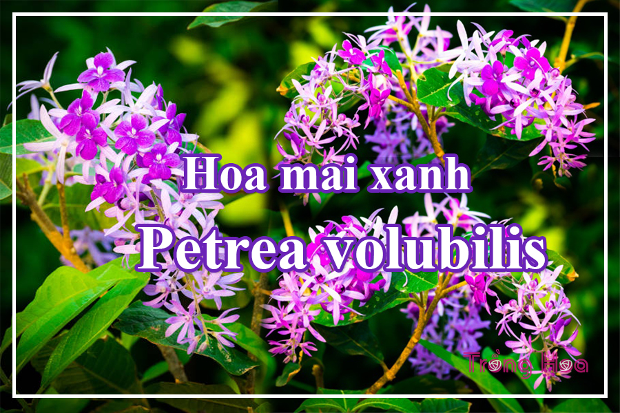 Hoa mai xanh - Petrea volubilis