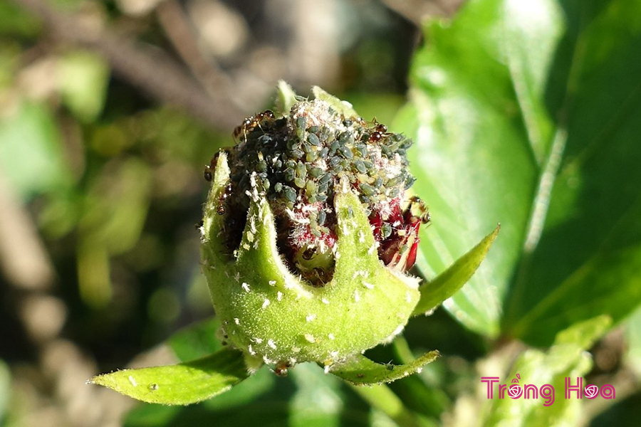 Cách xử lý rệp gây hại trên cây hoa dâm bụt