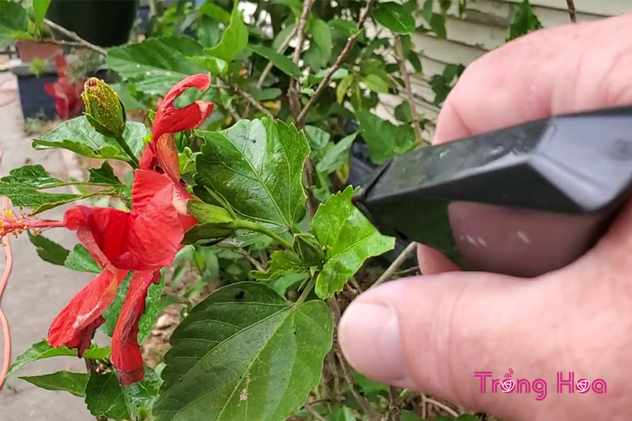 Cách xử lý rệp gây hại trên cây hoa dâm bụt